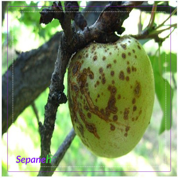 لکه سیاه سیب